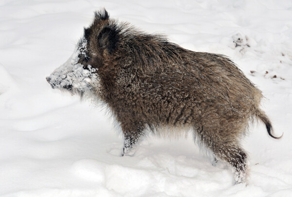 雪地里的野猪油画素材风景图片下载