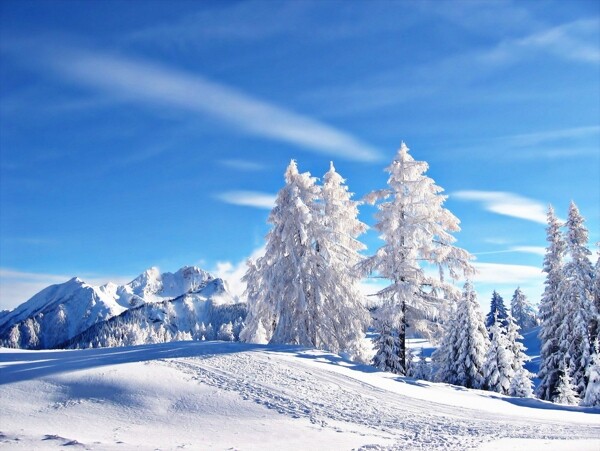 冬季雪景图片