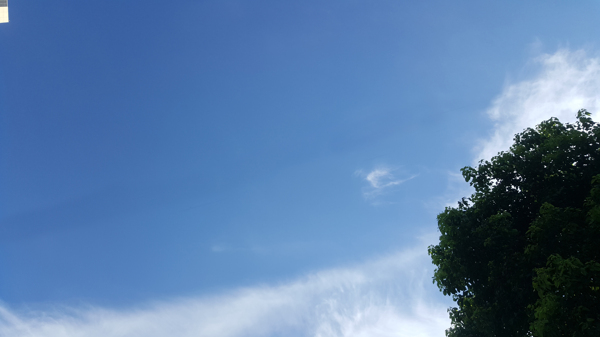 酷爽七月之树梢上的蓝天