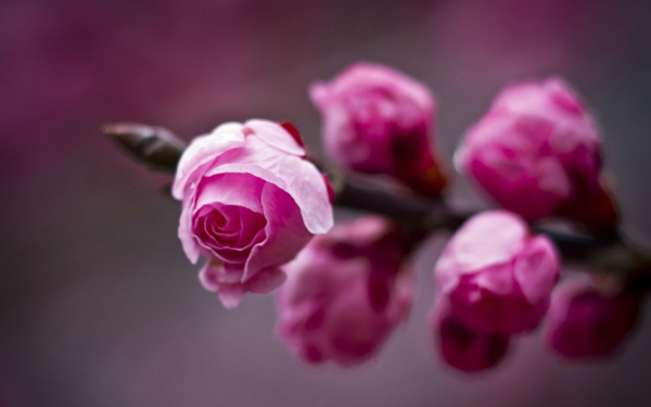 位图写实花卉植物花朵梅花免费素材