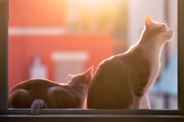 阳光照射下窗台上的猫咪图片
