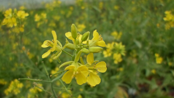 油菜花图片