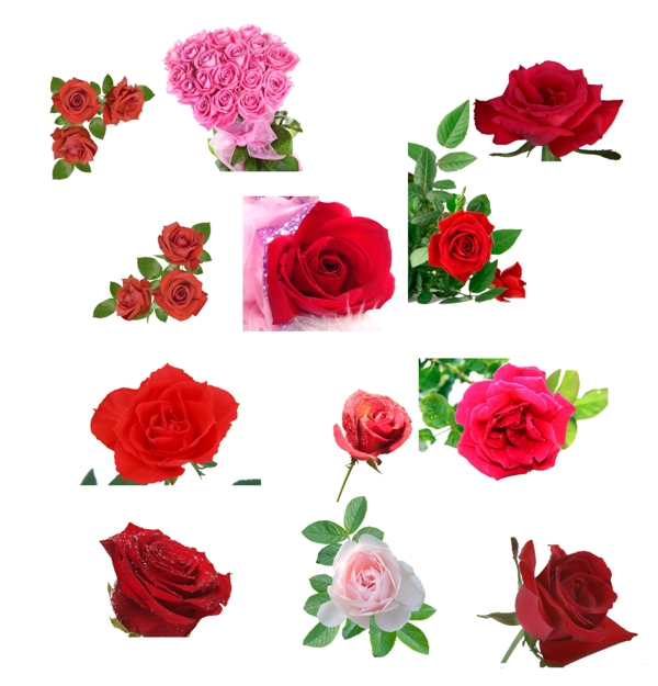 玫瑰花鲜花粉色图片