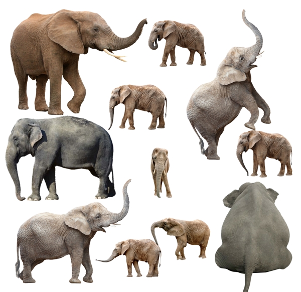 大象象小象象群各种象