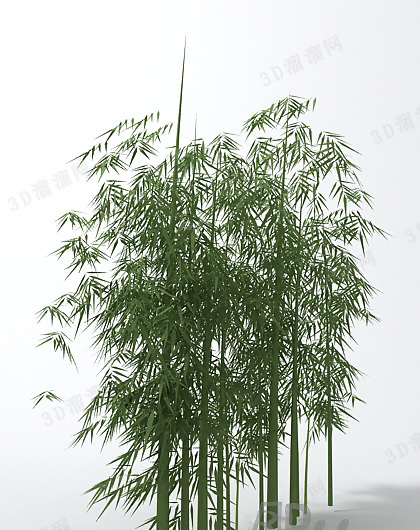 3D竹子植物模型