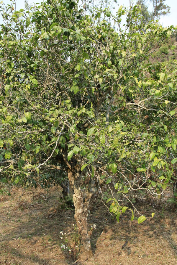 普洱茶树图片
