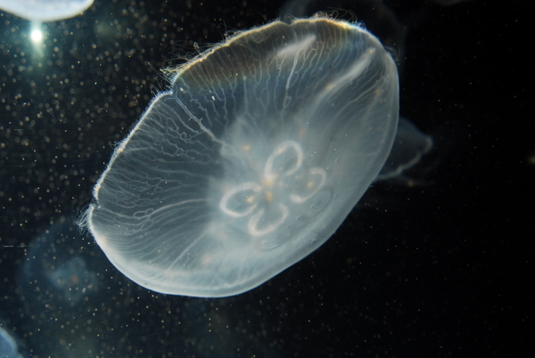 青岛海底世界水母