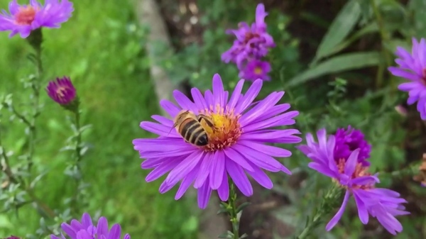 蜜蜂紫色花朵视频素材