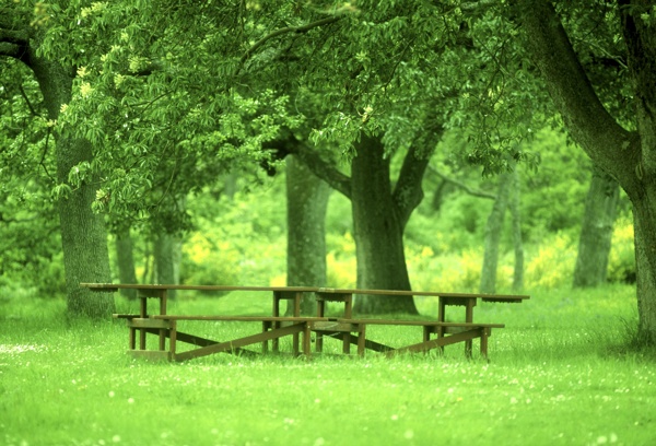 大树树荫下的长椅
