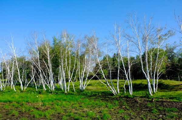 白桦树图片