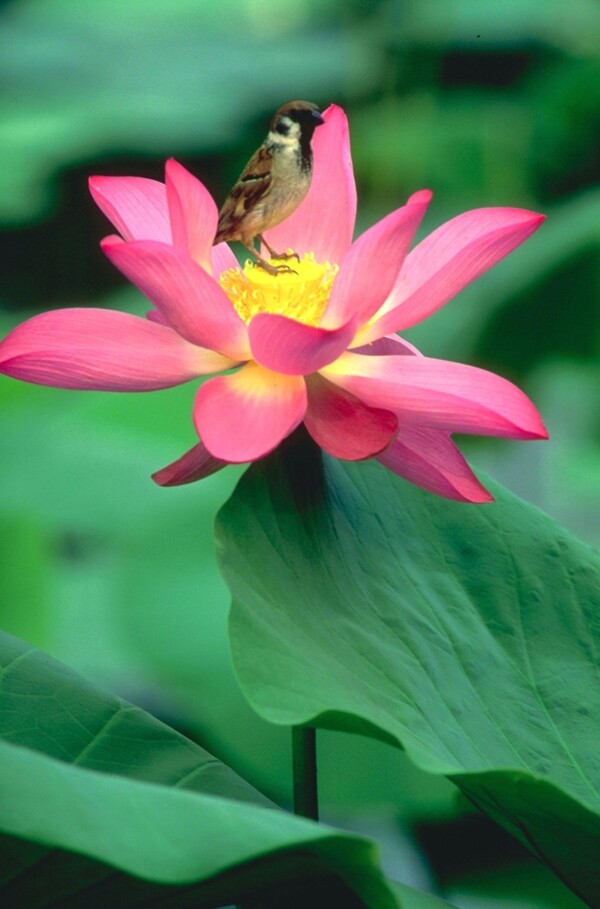 花百花争艳花朵花瓣花卉