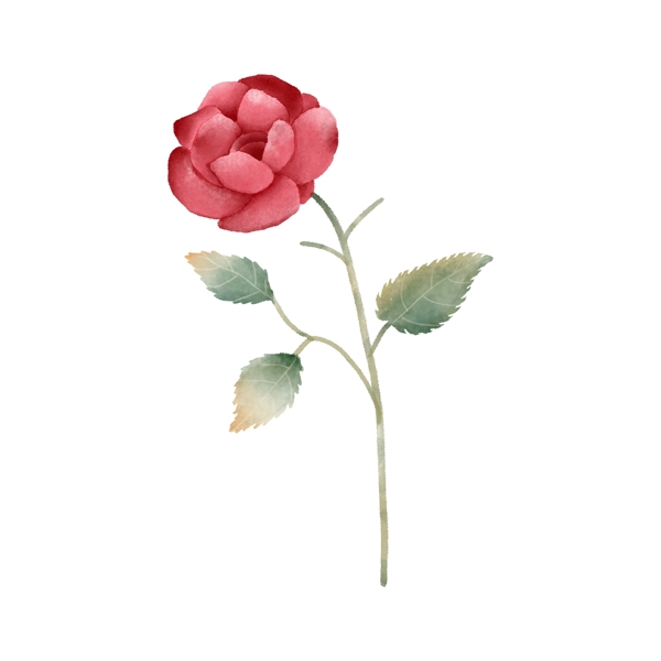 手绘情人节红色玫瑰花
