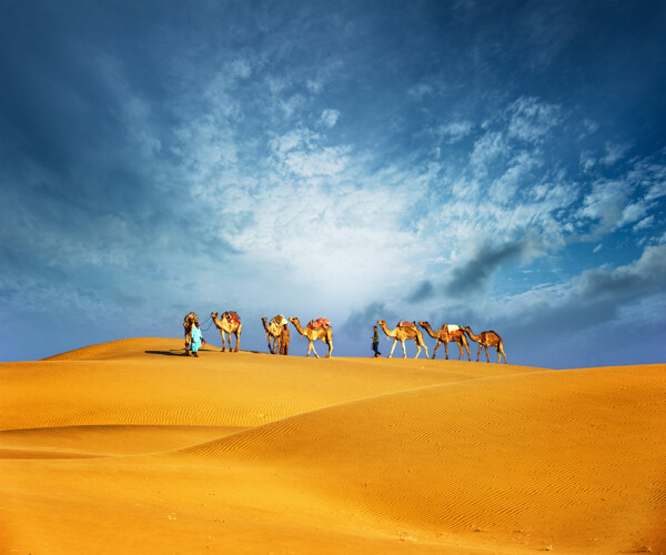 蓝天白云骆驼沙漠