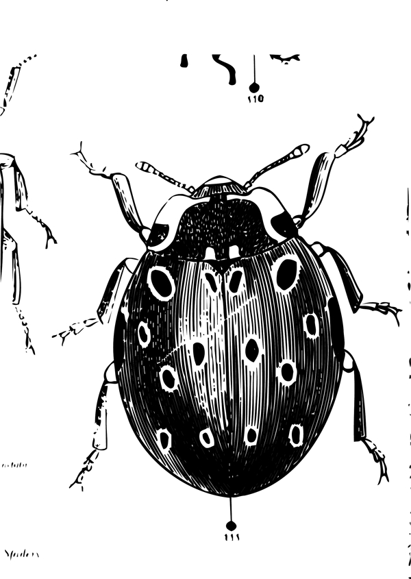 印花矢量图动物瓢虫色彩黑色免费素材