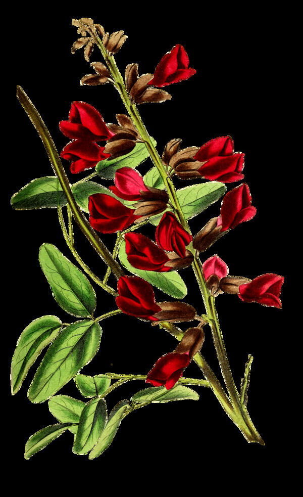 红叶玫瑰卡通透明素材