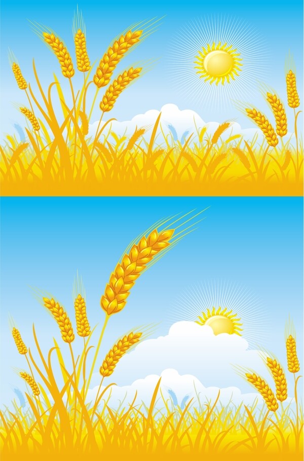 麦穗稻谷插图图片