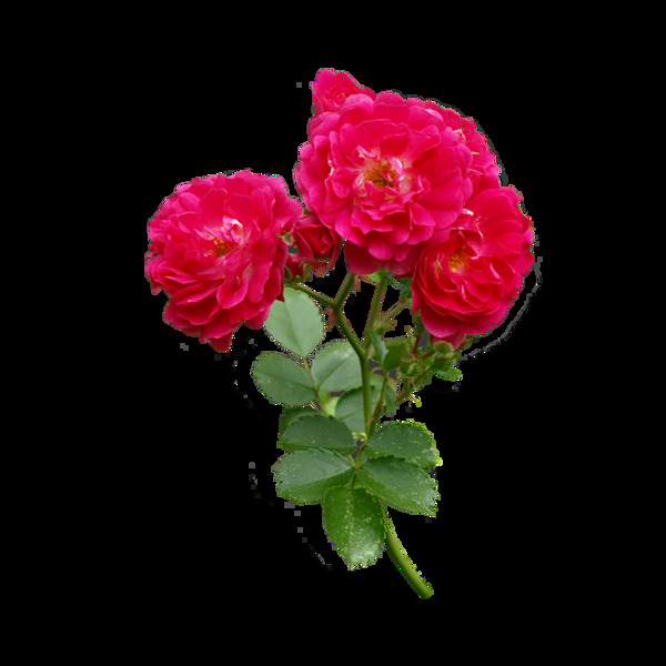 清新简约红色玫瑰花元素