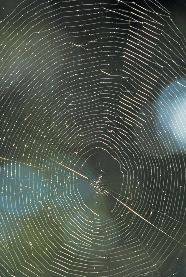 美丽的蜘蛛网图片