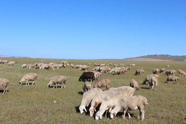草原上吃草的山羊