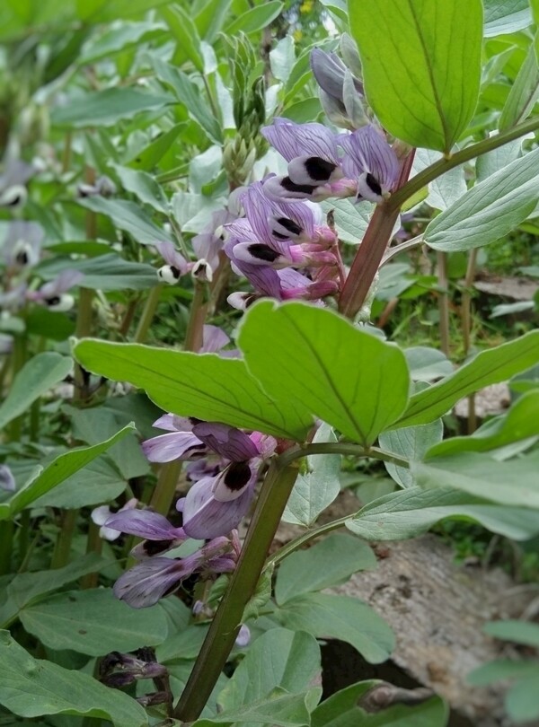 花朵蚕豆植物蔬菜紫色