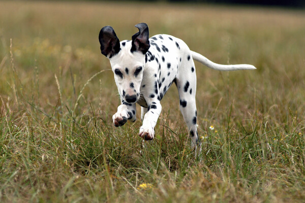草地上奔跑的斑点狗