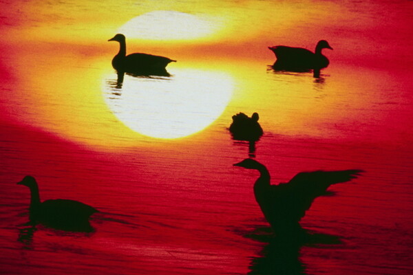 天鹅嬉水夕阳高精度图片