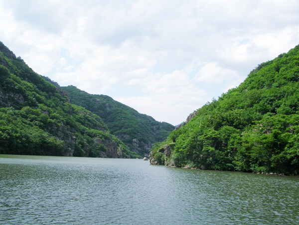 树绿色水植物风景