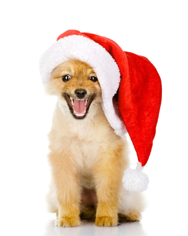 可爱圣诞狗狗图片素材