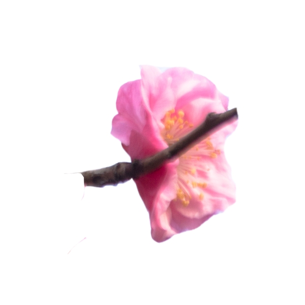 美丽的粉色花朵下载