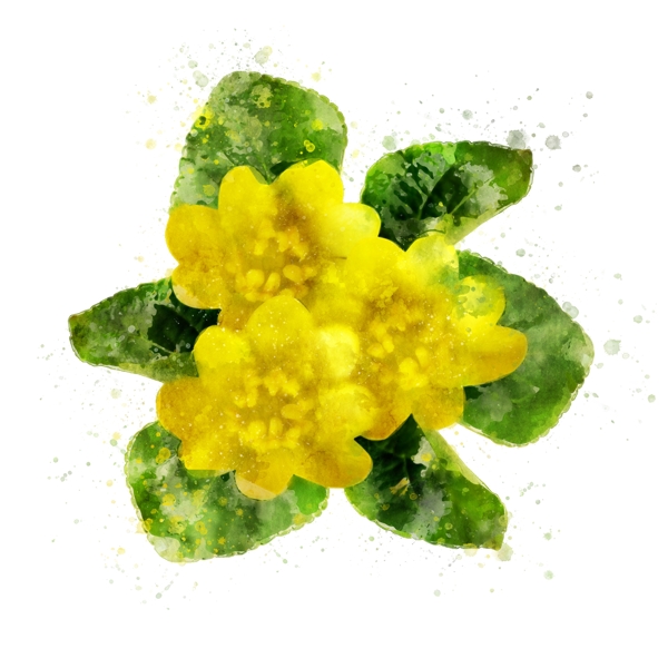 手绘花卉黄色植物水彩元素