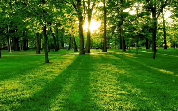 清晨的树林阳光温馨可用于淘宝素材