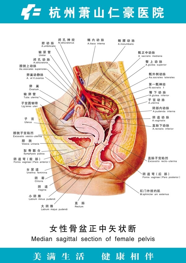 女性骨盆正中矢状断图片