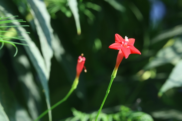 茑萝松