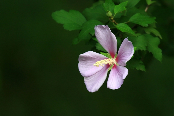 木槿花