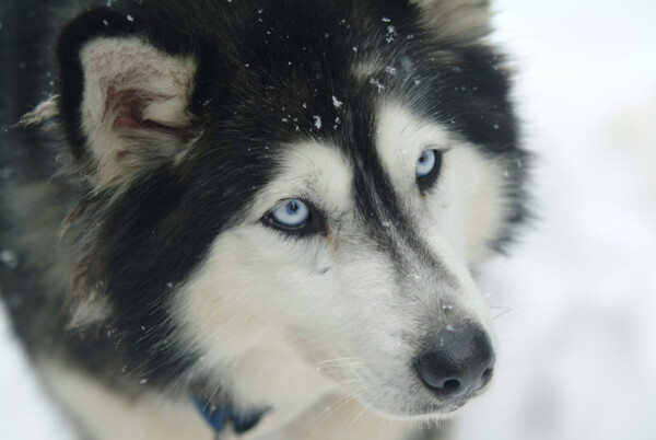 雪橇犬摄影图片