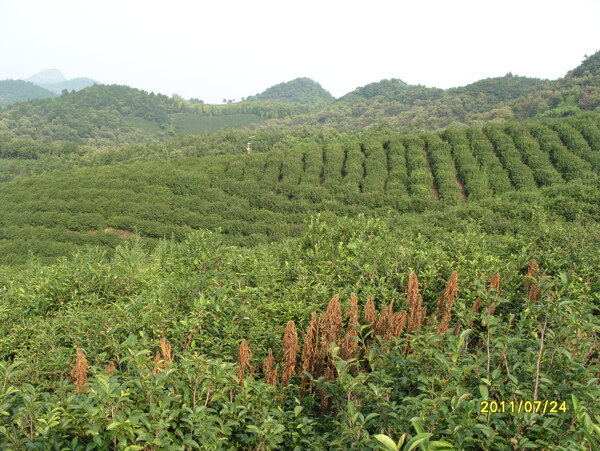 茶园风景图片