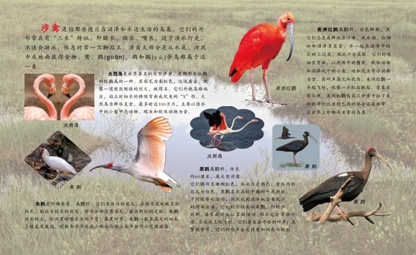 版面设计鸟类知识图片