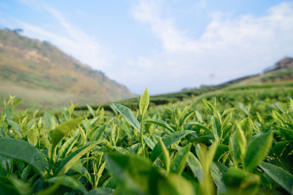 密集的茶树叶图片