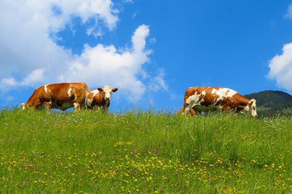 白云蓝天草地上的牛