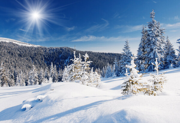 阳光下的雪地图片