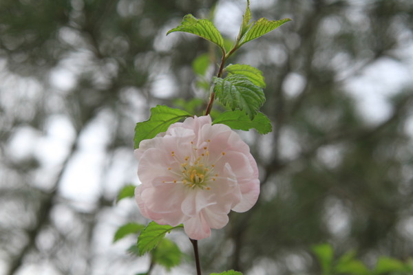 桃李芳菲图片