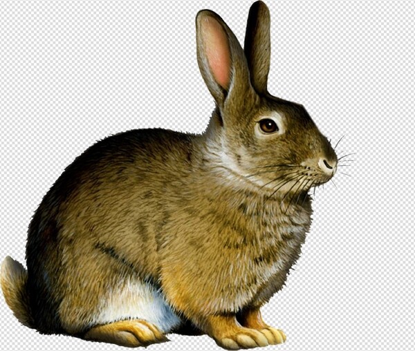 兔子兔图片