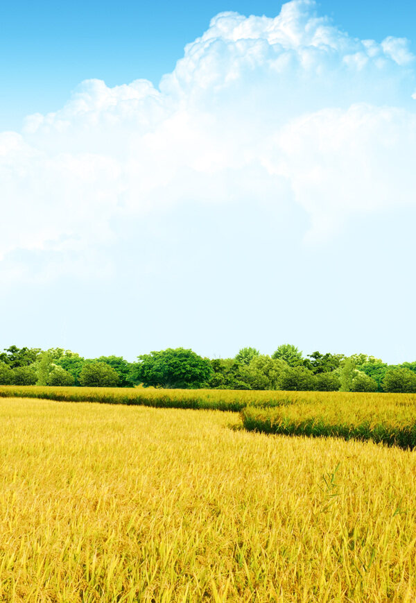 水稻风景背景图片