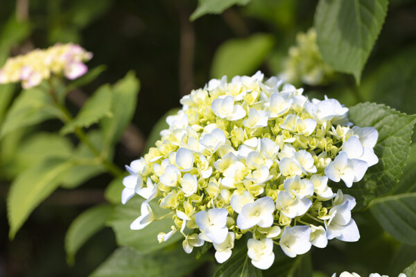 盛开的白色绣球花
