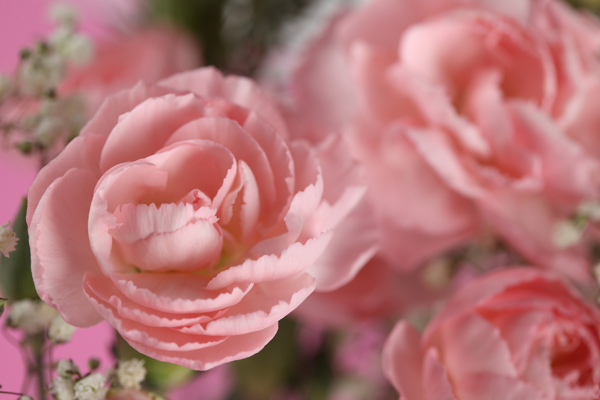 粉色开放的玫瑰花
