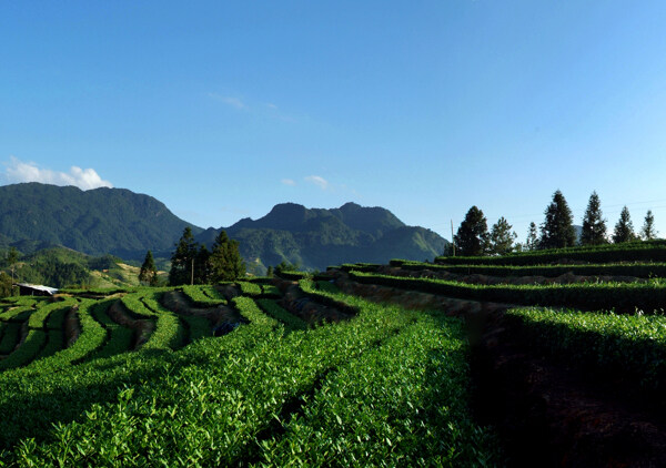 茶山风景