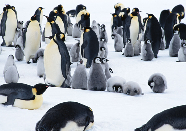 雪地上的企鹅群图片