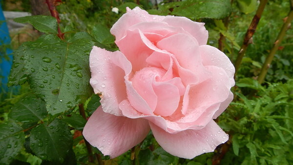 雨后清新玫瑰花