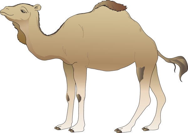 骆驼手绘图片
