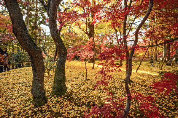 秋天枫树美景